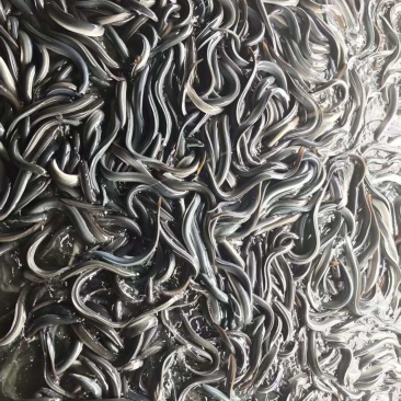 好货推荐精品鳗鱼苗苗场直发提供养殖技术视频看苗
