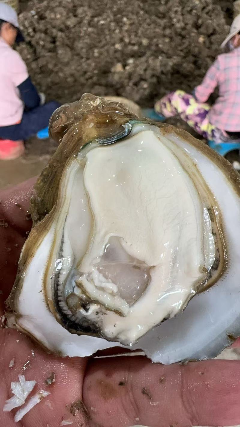 湛江生蚝/产地直发/半壳/全壳均有全国可发货量大优惠