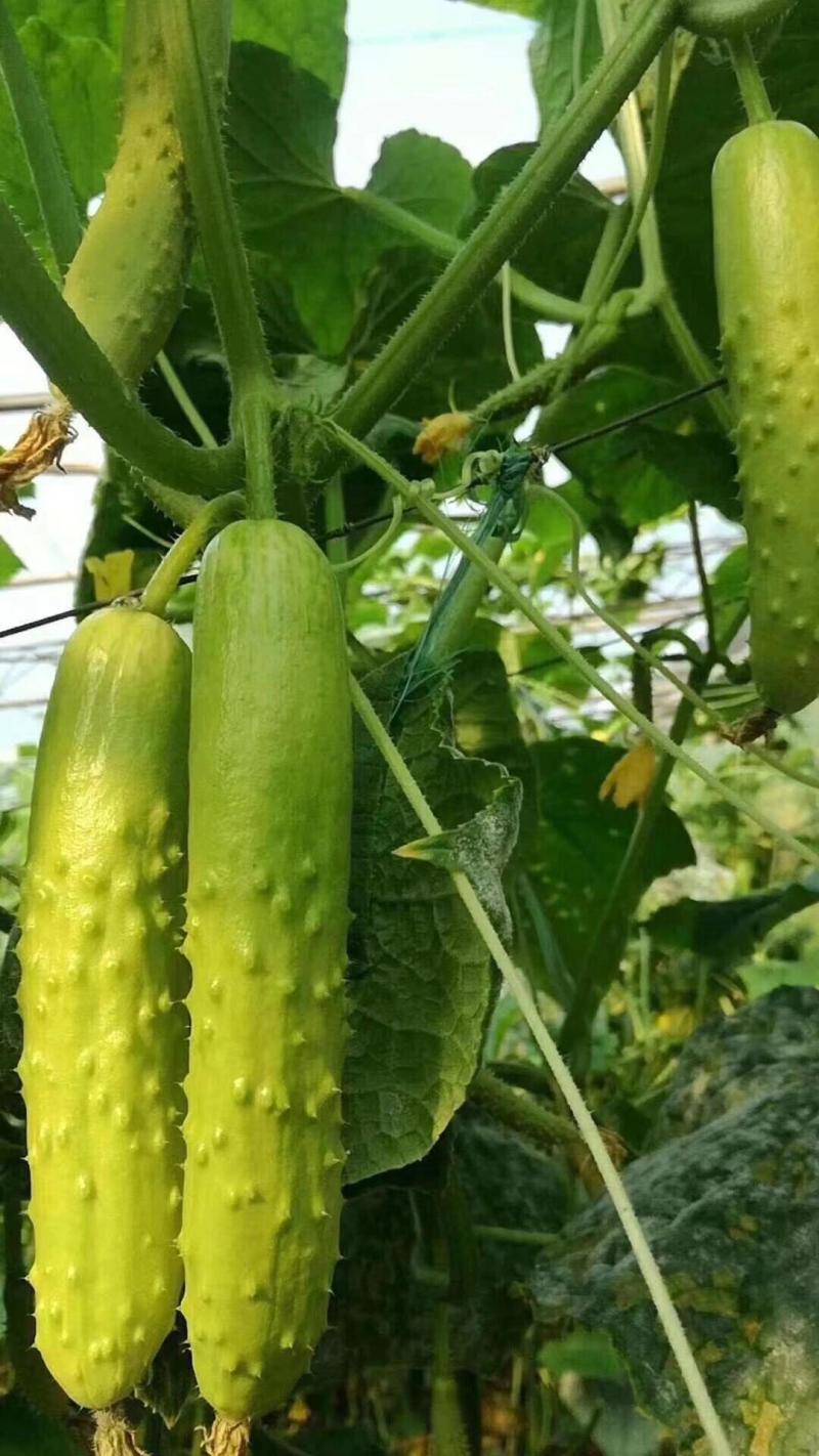 山东黄瓜精品白黄瓜一手货源基地直发可视频看货