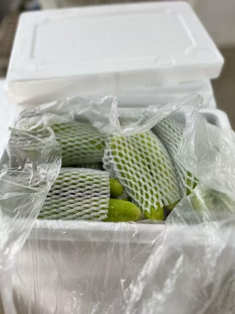 山东黄瓜精品白黄瓜一手货源基地直发可视频看货