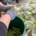 山东黄瓜精品白黄瓜一手货源基地直发可视频看货