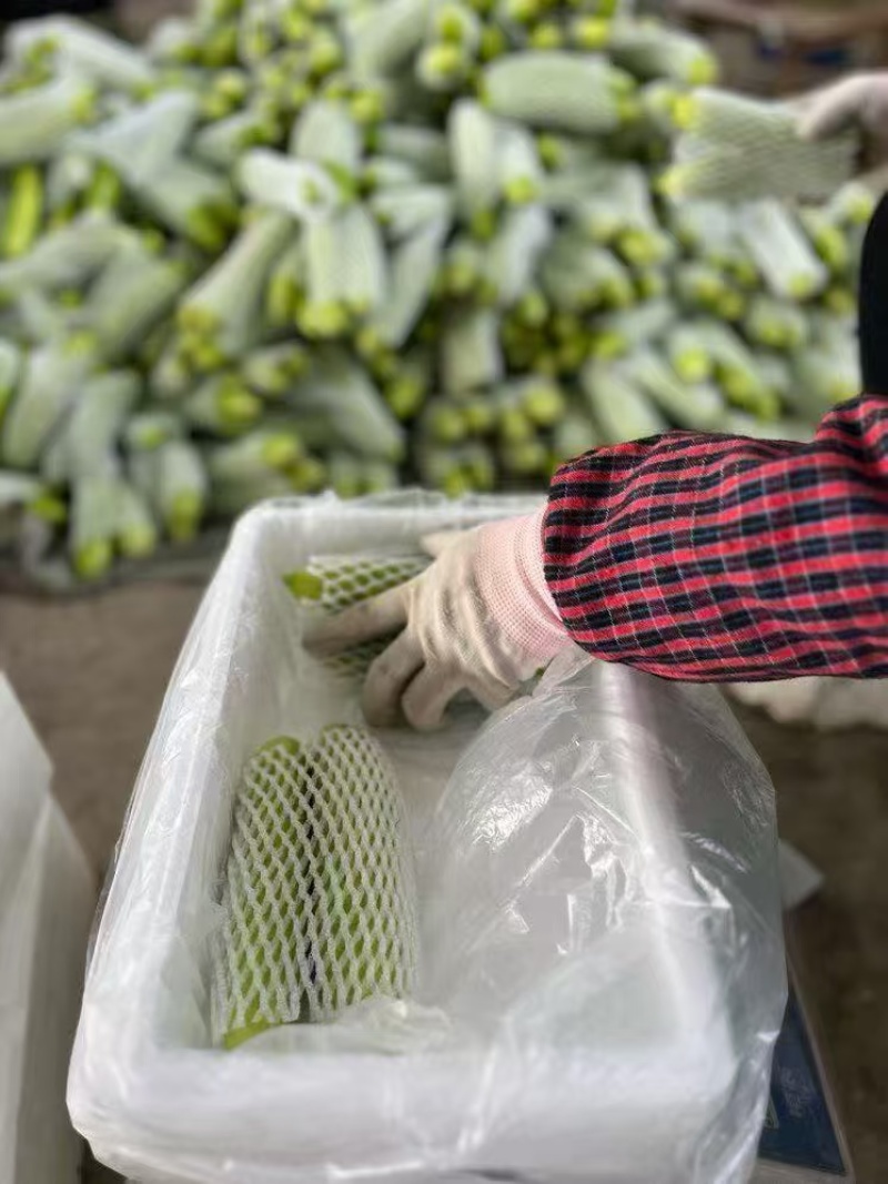 山东黄瓜精品白黄瓜一手货源基地直发可视频看货