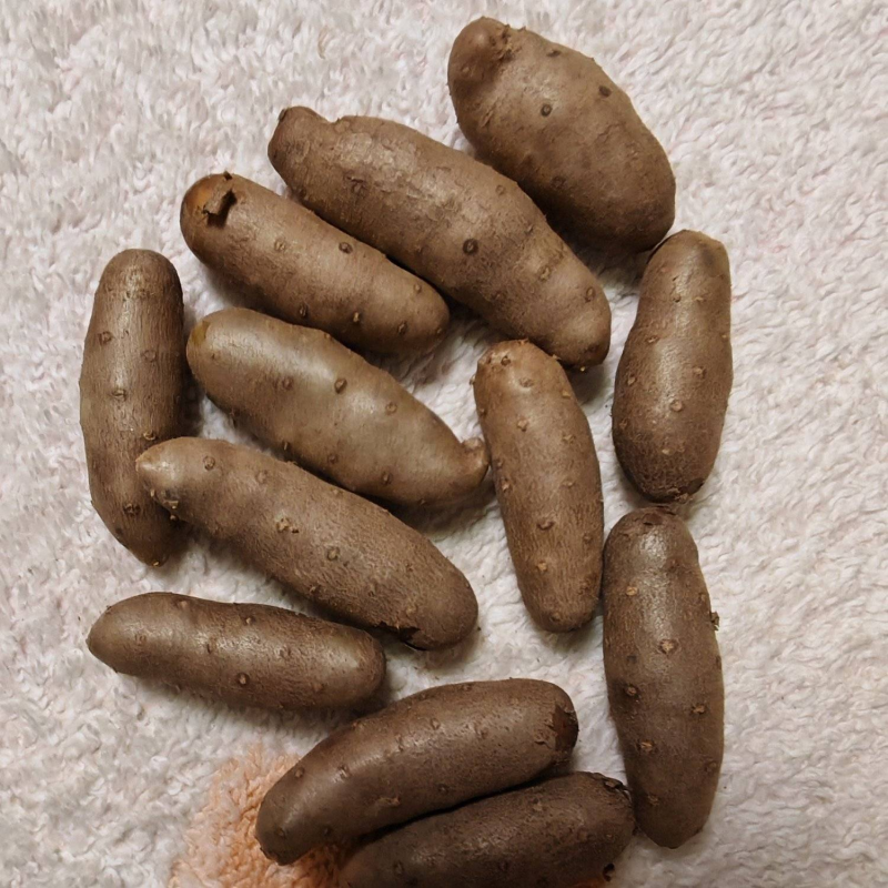 大号山药豆山东细毛大毛豆诚信经营欢迎来电