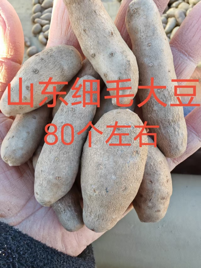 大号山药豆山东细毛大毛豆诚信经营欢迎来电