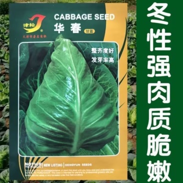 华春牛心甘蓝种子早熟高产包菜冬性白菜结球甘蓝种籽
