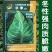 华春牛心甘蓝种子早熟高产包菜冬性白菜结球甘蓝种籽
