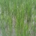 精品茭白苗早熟矮杆茭白种苗九江港澳蔬菜基地