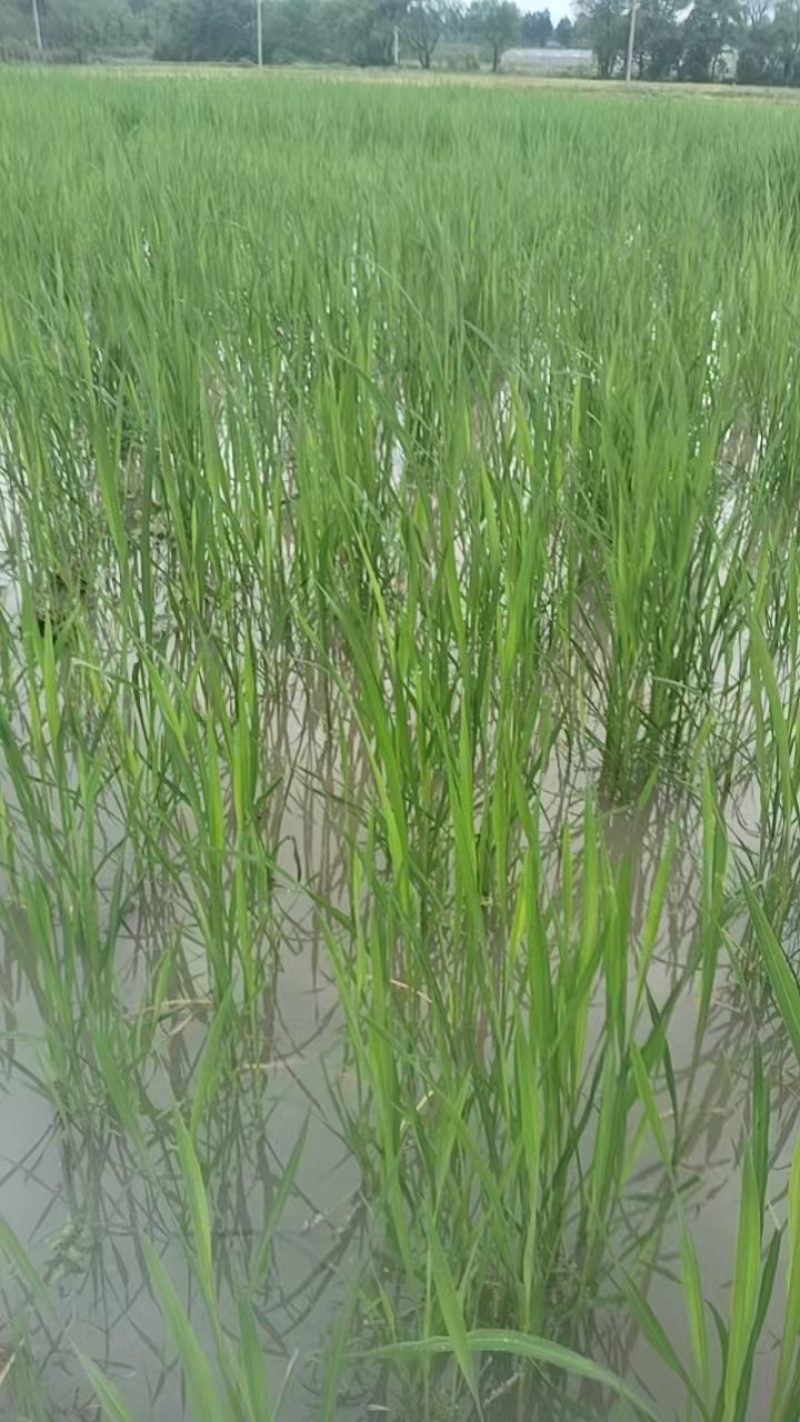 精品茭白苗早熟矮杆茭白种苗九江港澳蔬菜基地