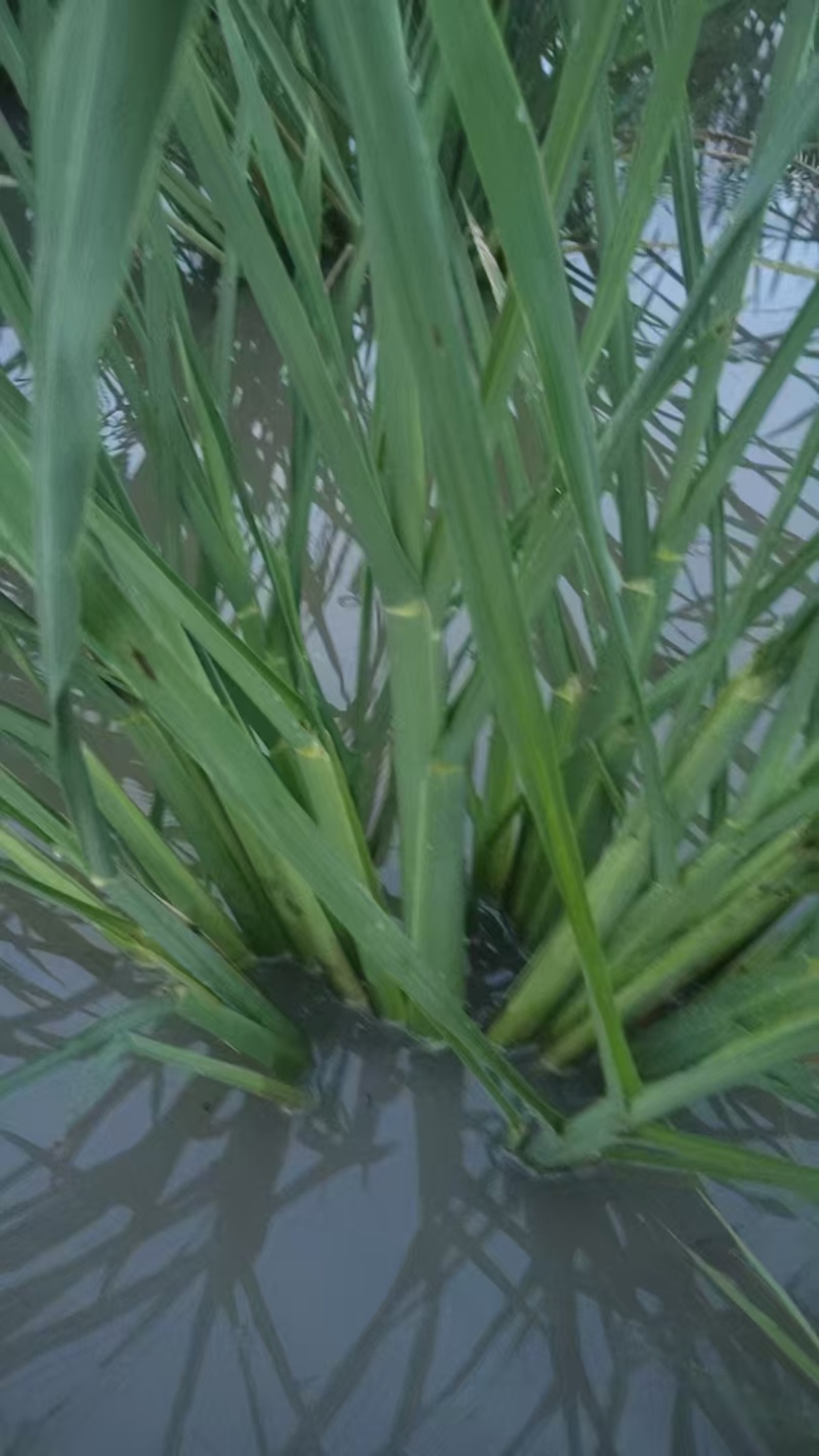 精品茭白苗早熟矮杆茭白种苗九江港澳蔬菜基地