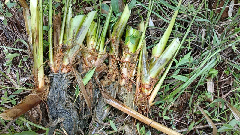【茭白苗】九江港澳是在基地茭白苗成活率高提供技术支持
