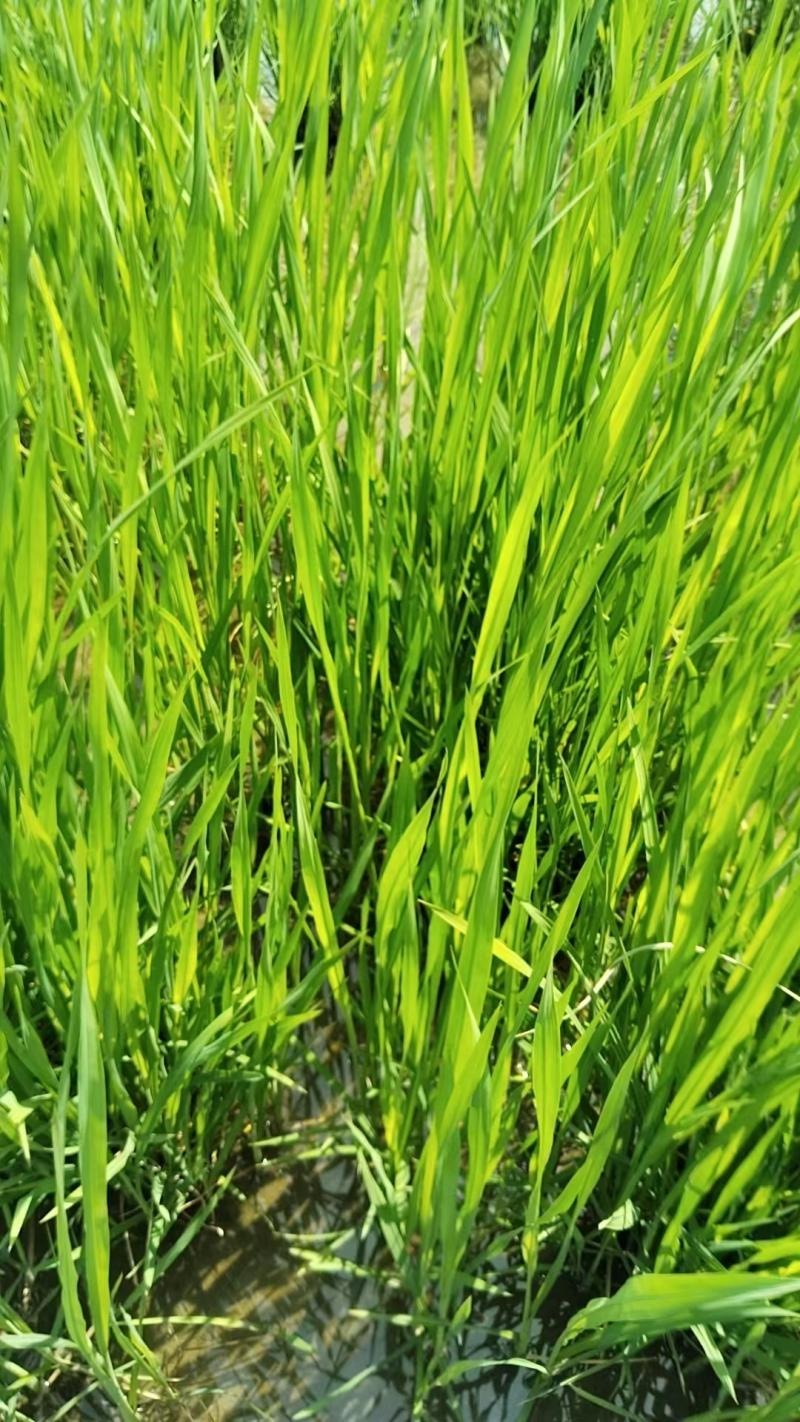 【茭白苗】九江港澳是在基地茭白苗成活率高提供技术支持