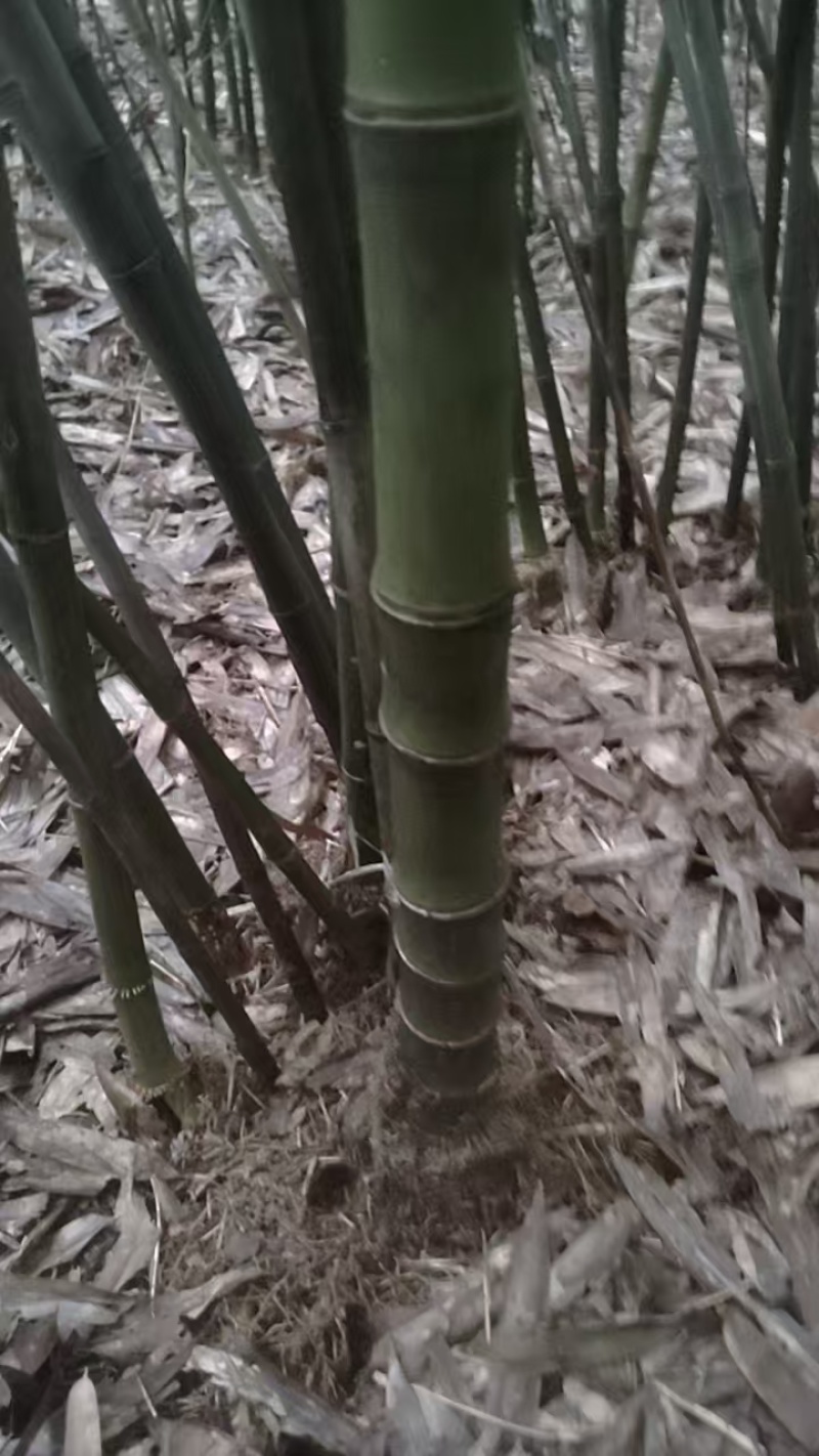 大量竹竿上市大棚篱笆等都可使用品质保证欢迎来电洽谈