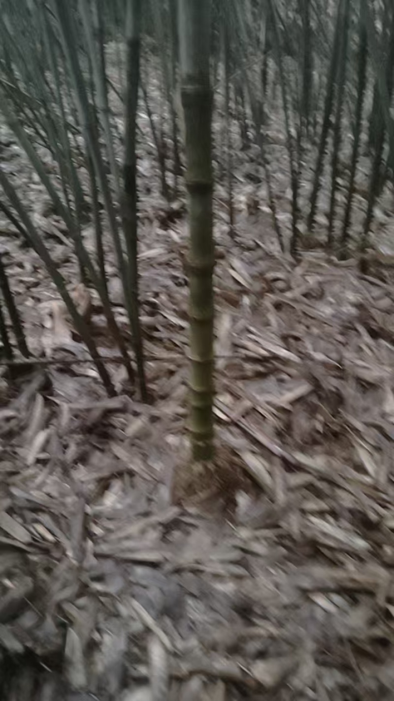 大量竹竿上市大棚篱笆等都可使用品质保证欢迎来电洽谈