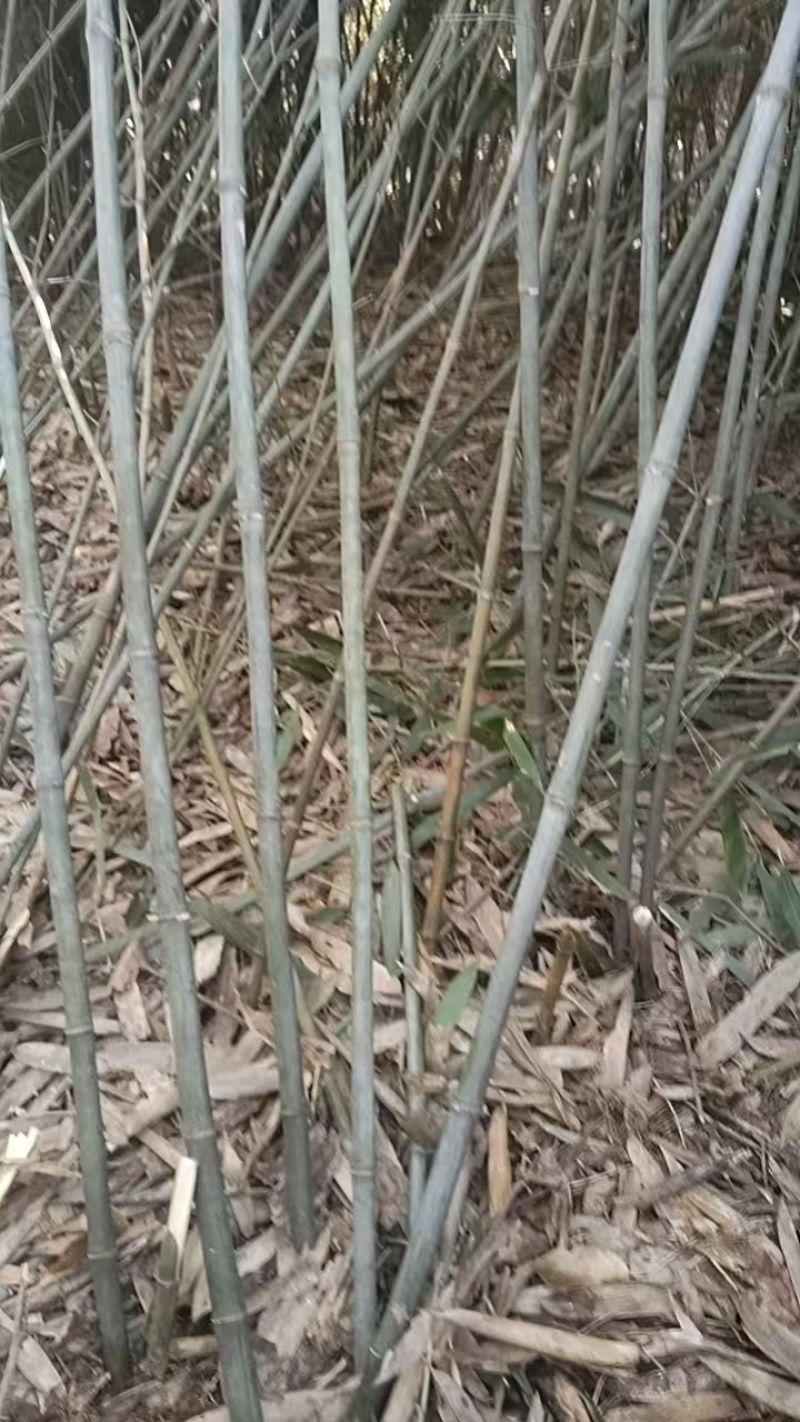 江西大量竹子上架产地现砍现发品质保证价格优惠欢迎来电
