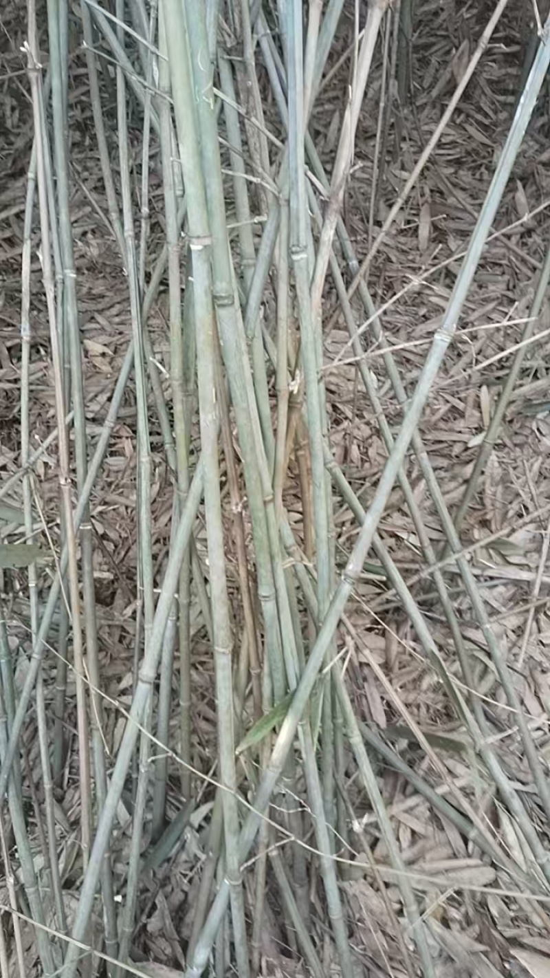 江西大量竹子上架产地现砍现发品质保证价格优惠欢迎来电