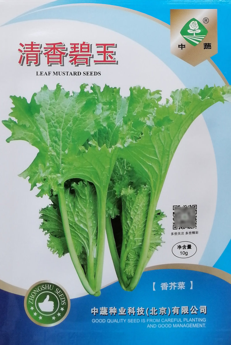 清香碧玉大叶香芥菜种子耐热青菜种籽盆栽四季饺子菜腌菜种子