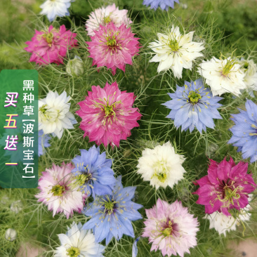 【精品】波斯宝石黑种草种子重瓣可切花花坛室外庭院阳台盆栽