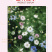 【精品】波斯宝石黑种草种子重瓣可切花花坛室外庭院阳台盆栽
