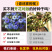 【精品】波斯宝石黑种草种子重瓣可切花花坛室外庭院阳台盆栽