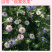 【精品】波斯宝石黑种草种子重瓣可切花花坛室外庭院阳台盆栽