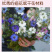 【精品】波斯宝石黑种草种子重瓣可切花花坛室外庭院阳台盆栽