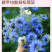 【精品】波斯宝石黑种草种子重瓣可切花花坛室外庭院阳台盆栽