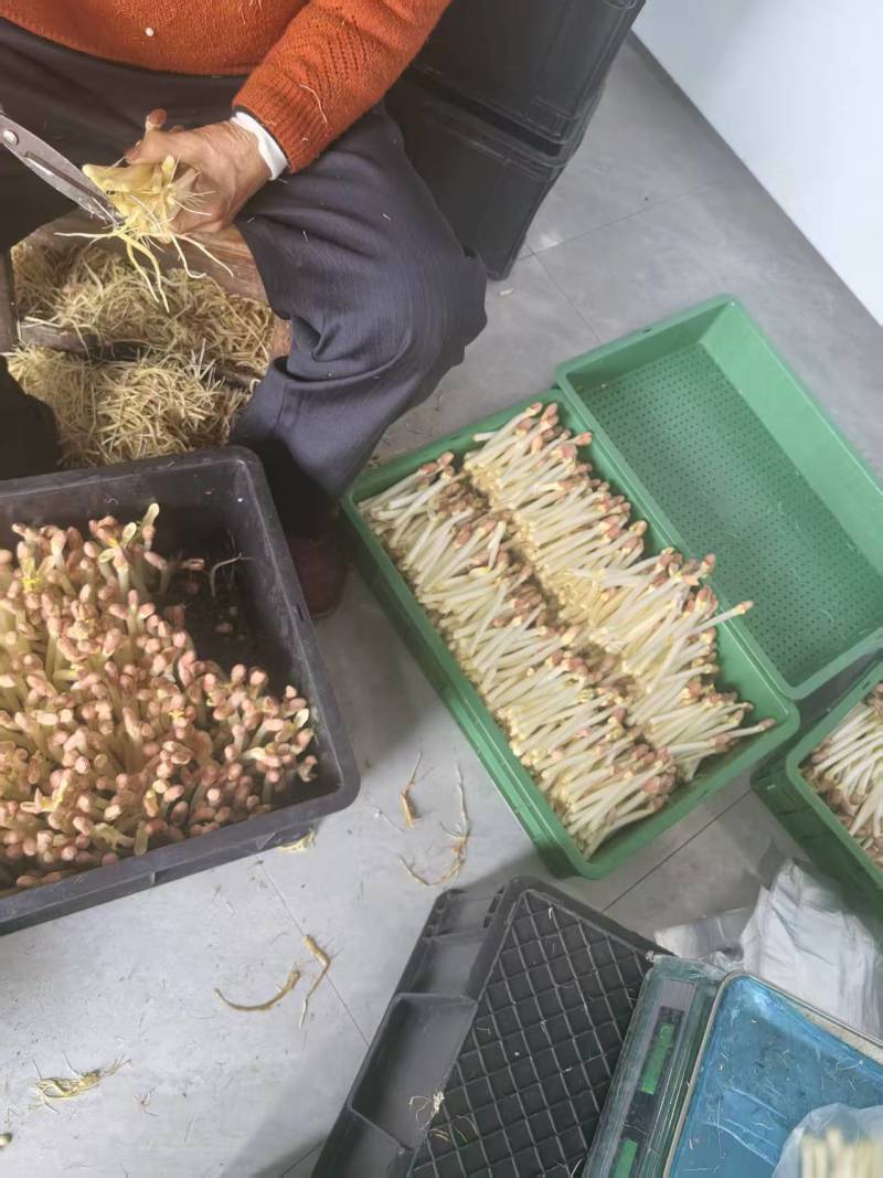 现采新鲜花生芽量大从优欢迎来电咨询
