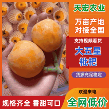 大伍星枇杷大量供应（罐头果）工厂果，欢迎来电咨询