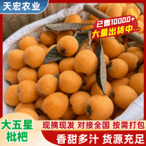 大伍星枇杷大量供应，电商，市场超市欢迎来电咨询