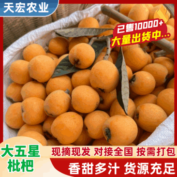 大伍星枇杷大量供应，电商，市场超市欢迎来电咨询