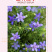 【精品】查布丽卡黑种草种子蓝星黑种草可切花花坛室外种子