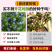 【精品】查布丽卡黑种草种子蓝星黑种草可切花花坛室外种子