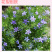 【精品】查布丽卡黑种草种子蓝星黑种草可切花花坛室外种子
