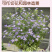 【精品】查布丽卡黑种草种子蓝星黑种草可切花花坛室外种子