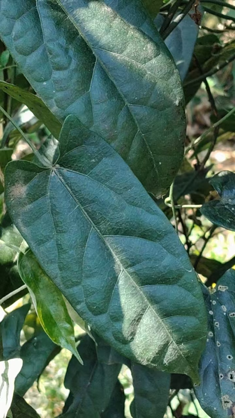 自家种的七年金果榄现挖现卖诚信经营欢迎选购