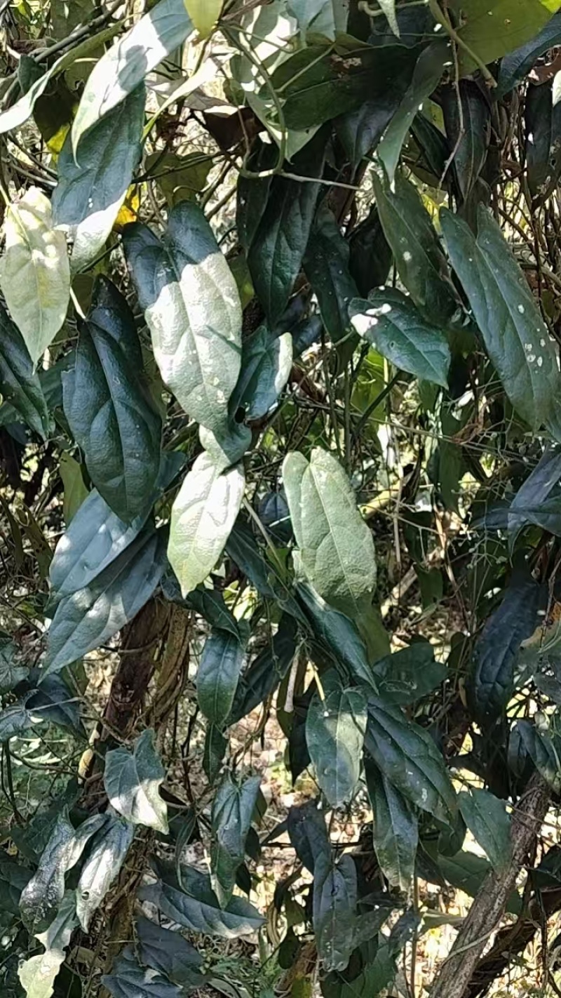 自家种的七年金果榄现挖现卖诚信经营欢迎选购