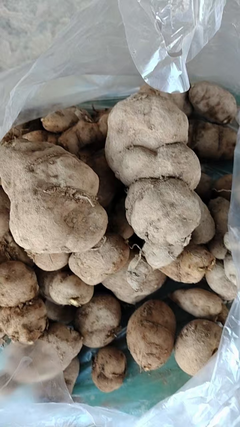 自家种的七年金果榄现挖现卖诚信经营欢迎选购