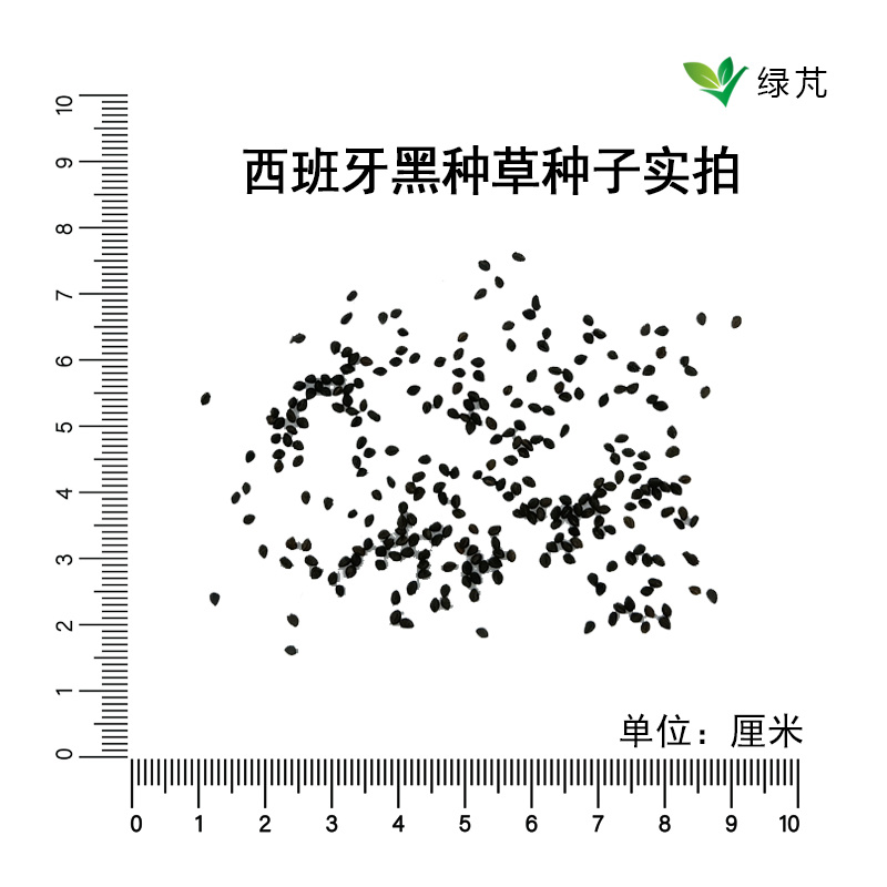 【精品】西班牙黑种草种子欧洲黑子草可切花地栽庭院阳台盆栽