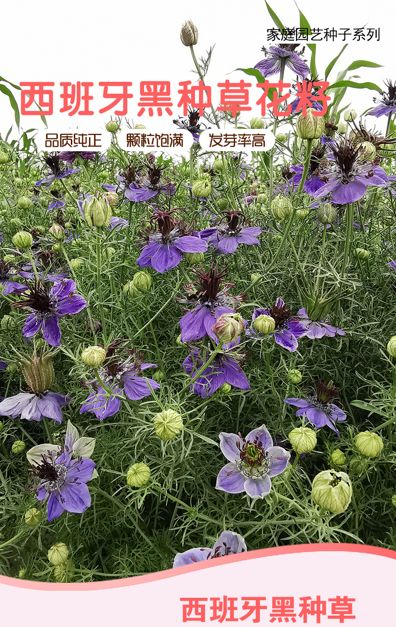 【精品】西班牙黑种草种子欧洲黑子草可切花地栽庭院阳台盆栽