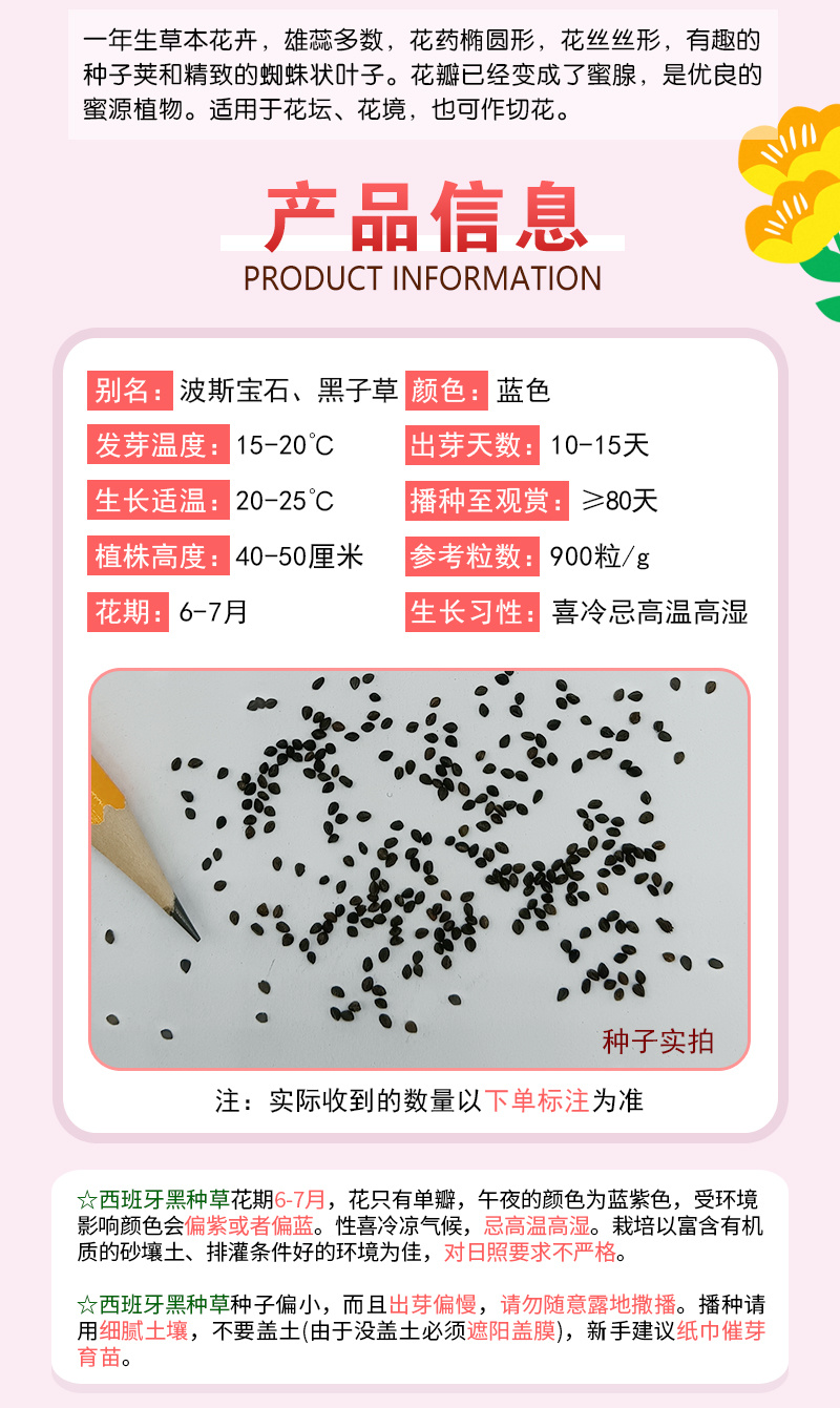 【精品】西班牙黑种草种子欧洲黑子草可切花地栽庭院阳台盆栽