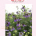 【精品】西班牙黑种草种子欧洲黑子草可切花地栽庭院阳台盆栽