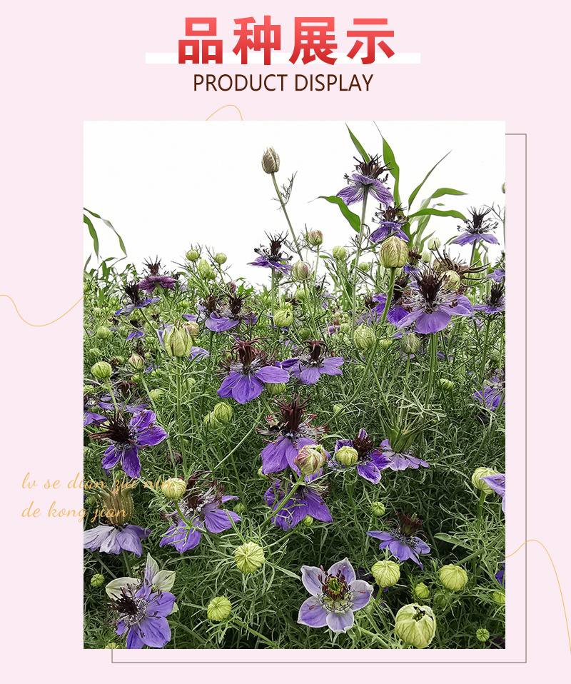 【精品】西班牙黑种草种子欧洲黑子草可切花地栽庭院阳台盆栽
