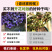 【精品】西班牙黑种草种子欧洲黑子草可切花地栽庭院阳台盆栽