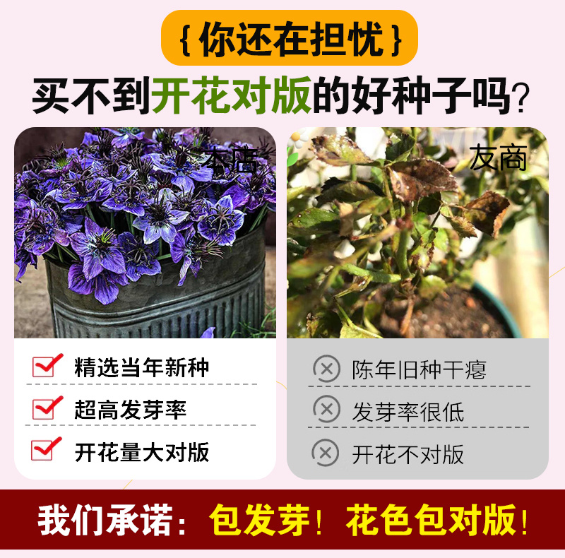 【精品】西班牙黑种草种子欧洲黑子草可切花地栽庭院阳台盆栽