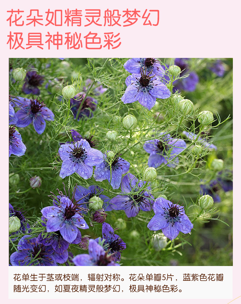 【精品】西班牙黑种草种子欧洲黑子草可切花地栽庭院阳台盆栽