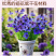【精品】西班牙黑种草种子欧洲黑子草可切花地栽庭院阳台盆栽