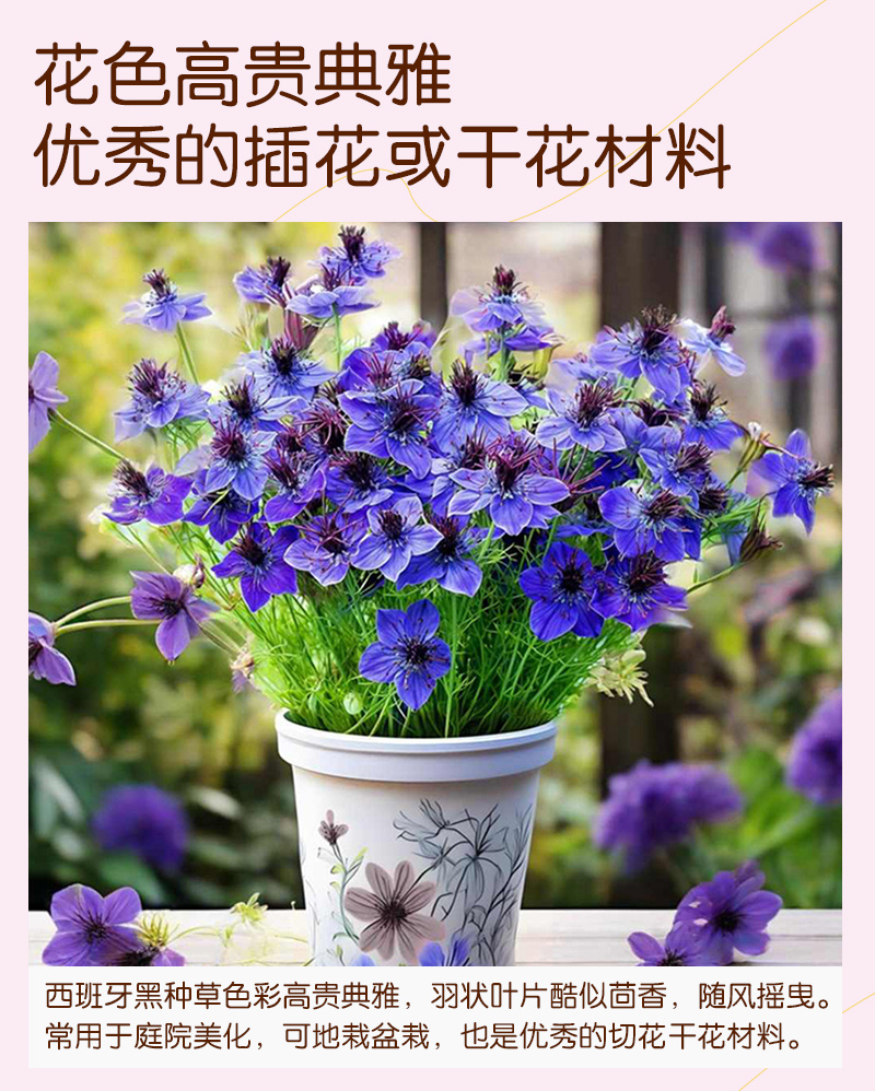【精品】西班牙黑种草种子欧洲黑子草可切花地栽庭院阳台盆栽