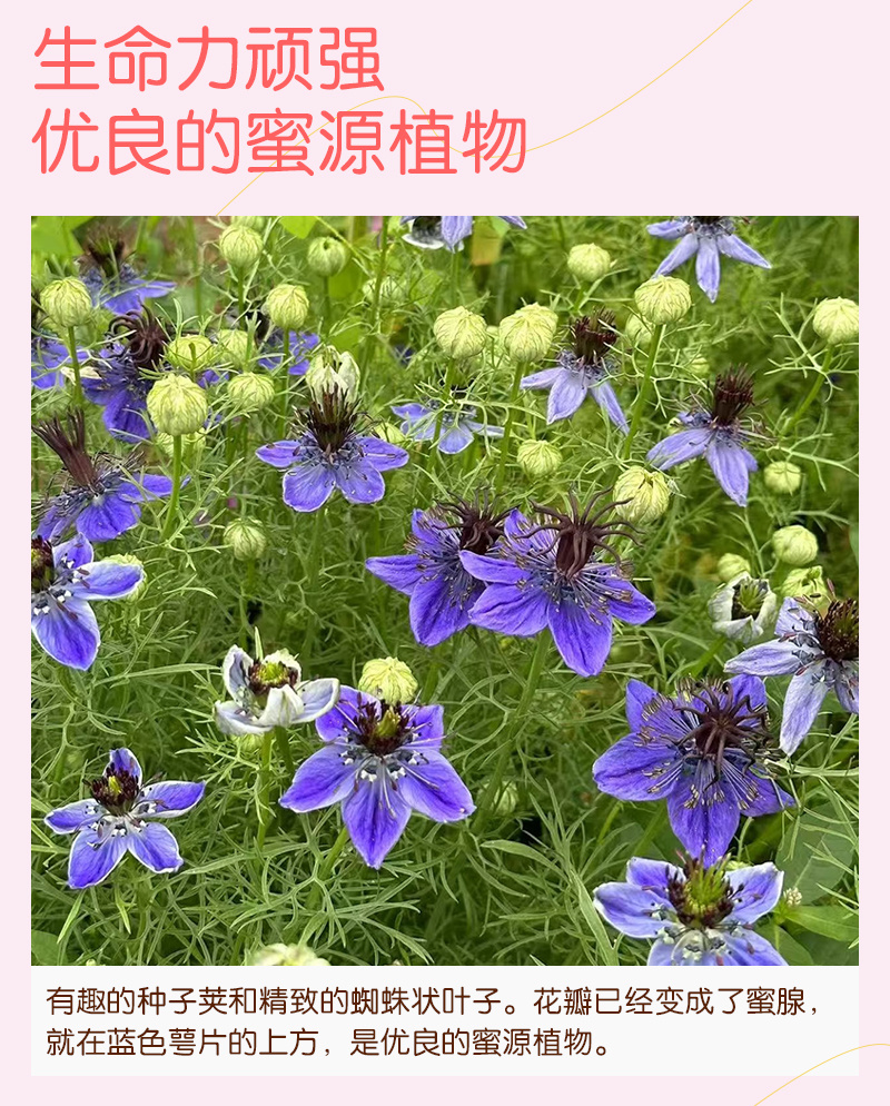 【精品】西班牙黑种草种子欧洲黑子草可切花地栽庭院阳台盆栽