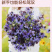 【精品】西班牙黑种草种子欧洲黑子草可切花地栽庭院阳台盆栽