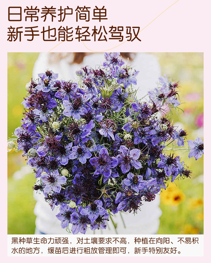 【精品】西班牙黑种草种子欧洲黑子草可切花地栽庭院阳台盆栽